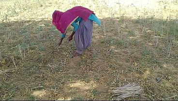 देसी लड़के ने खेत में काम करती हुई अपनी प्रेमिका को जबरदस्त चुदाई दी